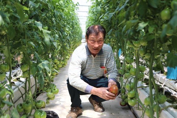 삼향읍 유교리에서 50년째 토마토농사를 짓고 있는 나송수 씨